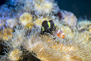 Naklejka na ściany i meble travel, clownfish in coral bank in the sea