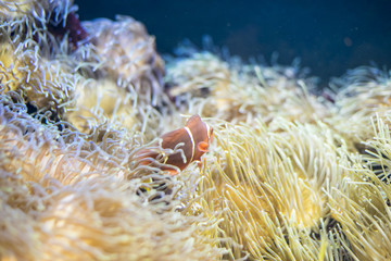tropical, clownfish in coral bank in the sea