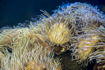 reef, clownfish in coral bank in the sea