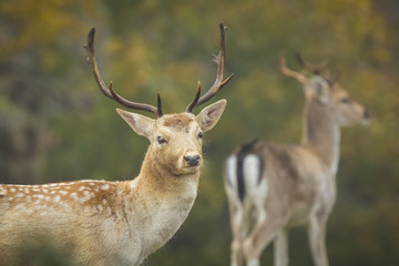 Naklejka na ściany i meble Fallow deer stag rutting in Autumn