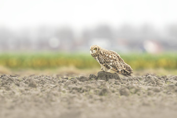 Short-eared Owl perched on farmland