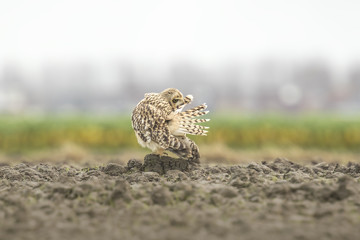 Short-eared Owl perched on farmland