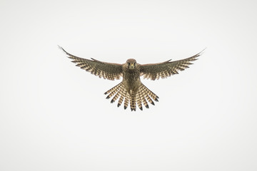 Kestrel hovering