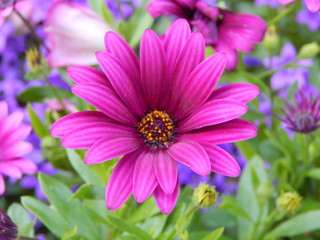 Obraz premium Blume