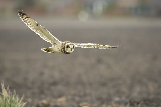 Short-eared Owl Asio flammeus flying