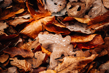 Autumn drops
