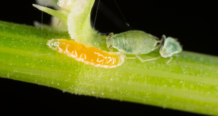 Diptera larva feeding on ahpids