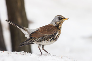 портрет дрозда на снегу