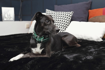 chien lévrier espagnol femelle dans appartement bauhaus