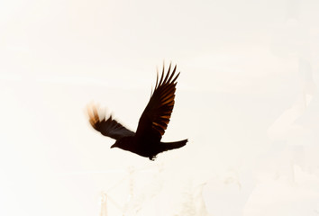 corbeau © indosirkis666