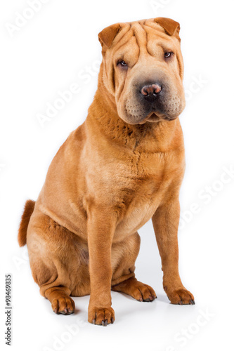 Shar pei hund rassehund braun beige sitzt auf dem boden und guckt ... Bilder in braun beige