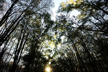 Slanting rays of setting sun