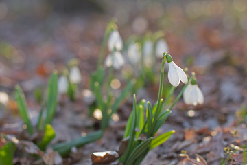  spring of the first snowdrops