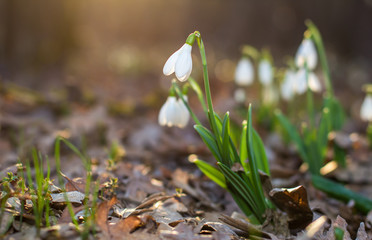  spring of the first snowdrops