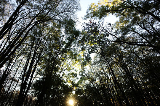 Slanting rays of setting sun