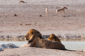 Zwei männliche Löwen am Wasserloch vor Springböcken; Etosha, Namibia