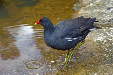 Common gallinule, bird very common in Brazil