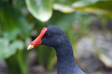 Common gallinule, bird very common in Brazil