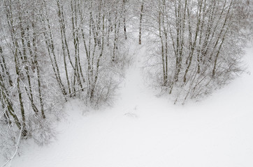 Top view of the edge of a snowy forest