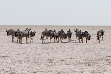 Fototapeta na wymiar Gnu Herde in der Etosha-Salzpfanne, Namibia
