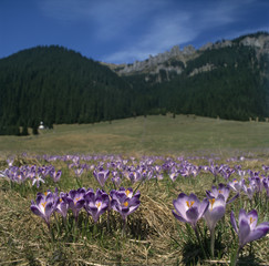 Fototapety  Polska. Tatrzański Park Narodowy. W Dolinie Chochołowskiej występują kwiaty Crocus scepusiensis (synonim Crocus vernus).
