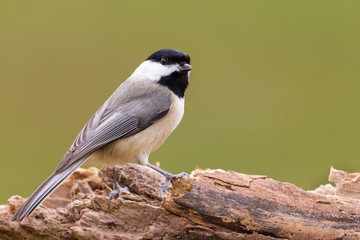 Naklejka premium Carolina Chickadee