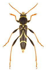 Longhorn beetle Cyrtoclytus capra male isolated on white background, dorsal view.