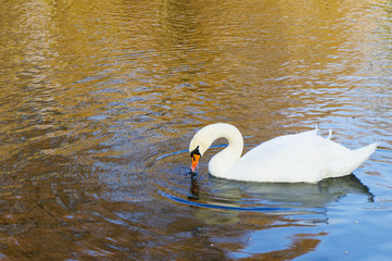A swan on lake with reflections in autumn