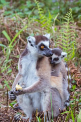 Ring-tailed lemurs family