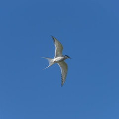 Single seagull flying at blue sky at Iceland, summer, 2015