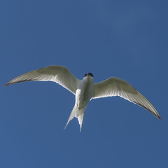Single seagull flying at blue sky at Iceland, summer, 2015