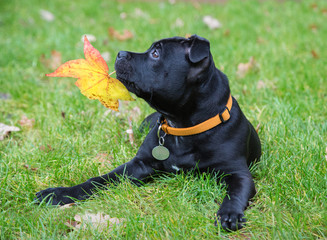 Young Staffordshire Bull Terrier dog with leaf in his mouth