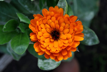 orange marigold flower