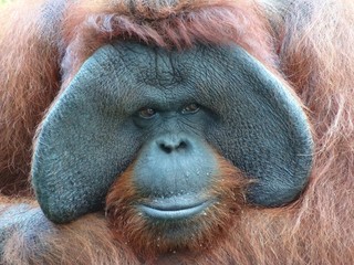 Close-up of an orangutan  © eqroy