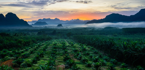 Fantastic screen of fog in morning