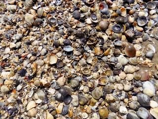 Many shells on beach