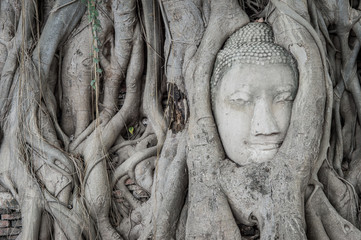 Head of buddha statue at Ayutthaya, Thailand