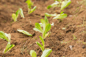 Baby lettuce planted into the soil of a garden.
