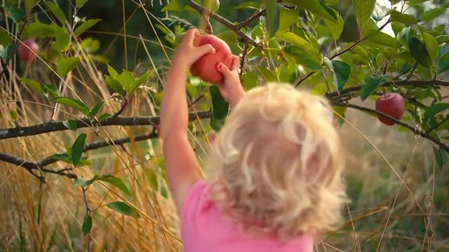 A cute little girl picks an apple off of a tree and puts it in a basket that her sister is holding