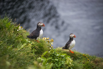 Icelandic puffins at remote islands, Iceland, summer, 2015