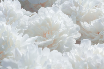 Fototapeta na wymiar White peony flower background
