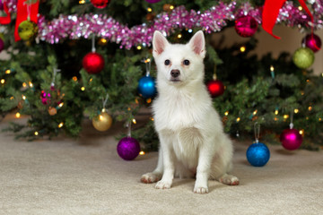 Fototapeta na wymiar Happy puppy dog sitting in front of Christmas tree 