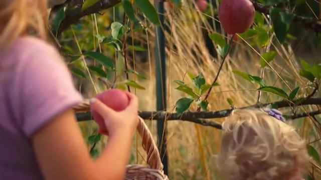 Two cute little girls picking apples off of a tree in a field