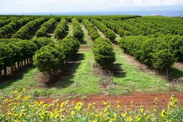 A coffee plantation in Kaanapali near Lahaina in Maui, Hawaii