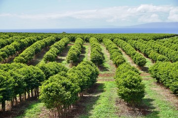 Fototapeta na wymiar A coffee plantation in Kaanapali near Lahaina in Maui, Hawaii