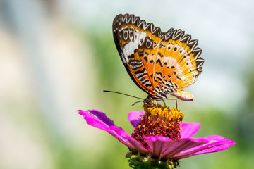 macro of butterfly on zinnia flower (The Leopard Lacewing)