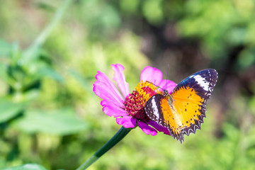macro of butterfly on zinnia flower (The Leopard Lacewing)