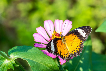 macro of butterfly on zinnia flower (The Leopard Lacewing)