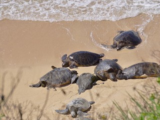 Honu giant Hawaiian green sea turtles in Paia, Maui