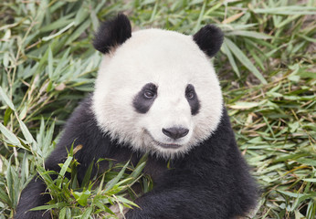 Obraz na płótnie Canvas Giant Panda eats fresh bamboo